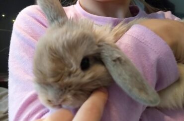 BUNNY HAUL/CUTE BUNNY