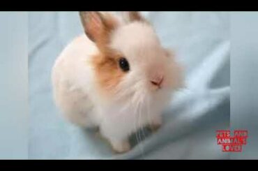 Cute Rabbit
