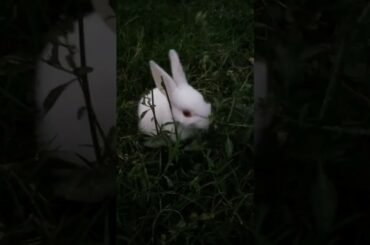 Cute Rabbit