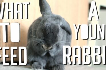 What To Feed A Young Rabbit