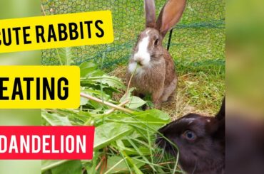 Cute Rabbit Eating Dandelion Leaves.