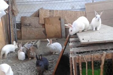 Rabbit update: a lot of baby rabbits