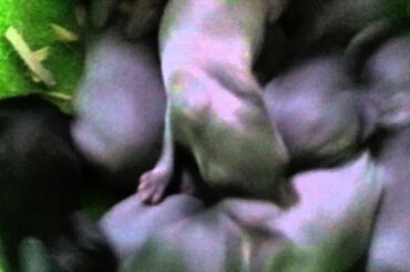 Baby rabbit squeaking.