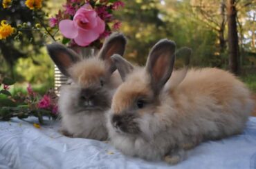 Tort German Angora Rabbit Babies