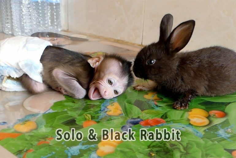 Unbelievable ! baby monkey Solo is scared of black rabbit and screaming needs help but finally is...