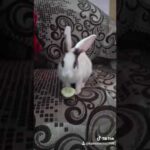 A cute rabbit eating his food