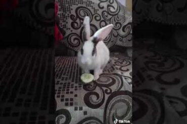 A cute rabbit eating his food