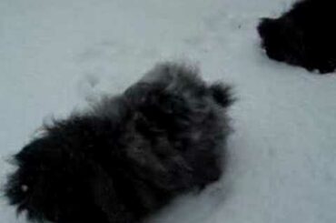 Baby Rabbit Lion Head playing in the snow for the first time