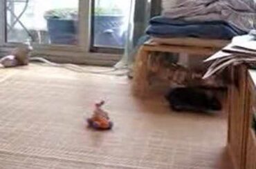 Baby Bunnies Jumping Binkies