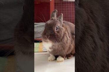 Cute Bunny & He’s chunky!