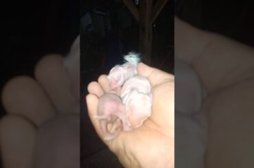 Newborn baby Rabbit  cute nila.