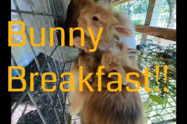 Angora rabbits and baby bunnies eating breakfast