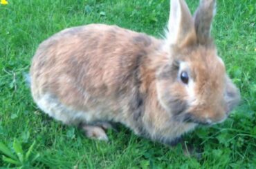 A cute bunny going on a walk