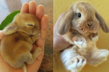 🐰 Cute Baby Bunny | ✅ Baby Animals Videos Compilation #1 #babybunny