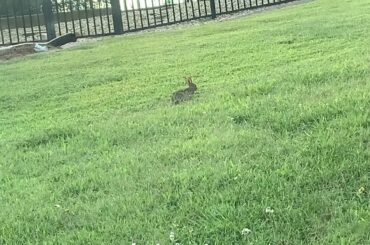 Cute bunny chomping on some grass