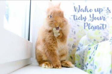 Wake Up and Tidy Your Planet! Rabbit is washing 😍