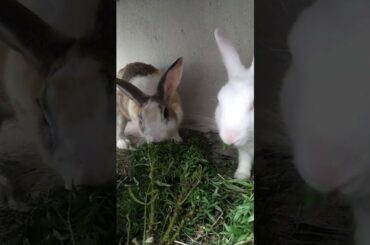 Cute bunny feeding way .Black and white rabbit