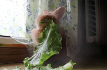 Bunny Can't Stop Eating Tasty Salad 😅 Rabbit meditation therapy 💕