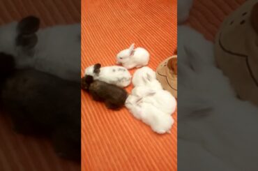 Conejitos Tiernos Cute Bunnies