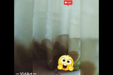 Funny baby bunny play time