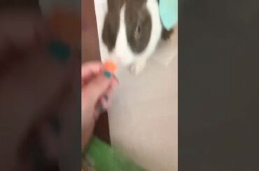 My baby rabbit eating out of my hand for the first time