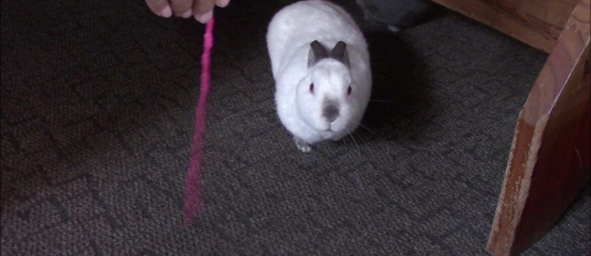 Bunny Plays With String