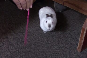 Bunny Plays With String