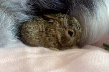 Bellie Belle ~ Baby Jack Rabbit  ❤︎  [Long Version for Animal Lovers]