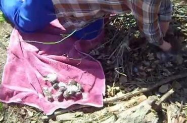 Baby rabbit's we found in our backyard under some sticks