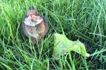 Baby Rabbit eating grass