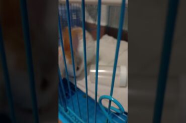 My cute rabbit is eating 😂 🤣 😅 🤣