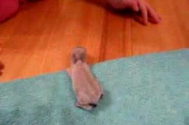 Baby Rabbit 7 days old