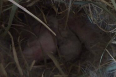 Baby Bunnies in the Nest at 5 days Old - Mini Lop Rabbit (dwarf/Holland)