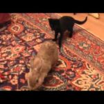 Kitten Meets Rabbit :-)