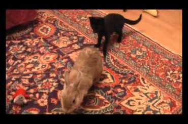 Kitten Meets Rabbit :-)