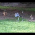 Funny Squirrel Chasing Cute Rabbit Animal Compilation