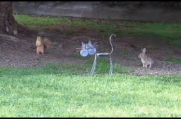 Funny Squirrel Chasing Cute Rabbit Animal Compilation