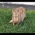 Rabbit in the Backyard