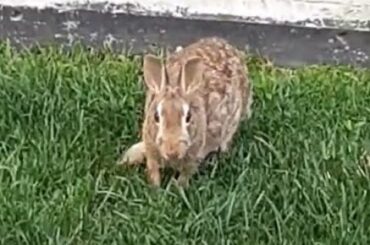 Rabbit in the Backyard
