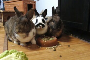 Cute Funny Rabbit Baby 4k video | Rabbit Video in 2020.