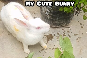 Funny & Cute Bunny Rabbit 🐇 Videos | Animal Videos Compilation 2020 | Baby Bunny | Happy Works