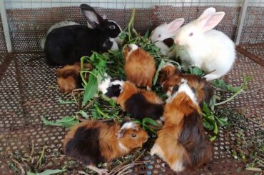 Rabbit - Funny Baby Rabbit Videos - Cute Baby Rabbits - Funny Bunny Baby Videos - Cute Bunnies Video