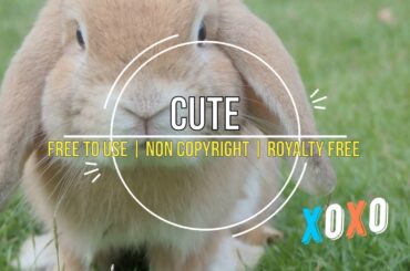 Background Music | "Calming" Mood | Soft Ukulele Great for Calming A Cute Baby, Rabbit, Dog or Cat