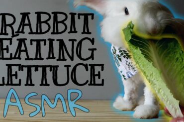 Bunny Eats Lettuce ASMR | Cute Fluffy Rabbit Who Looks Like a Poodle! | Funny Subtitles
