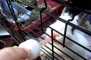 Baby Bunny Drinking Carrot Juice!