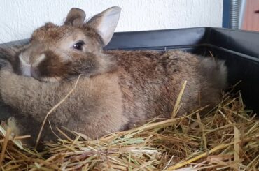 1 minute of a cute rabbit sleeping