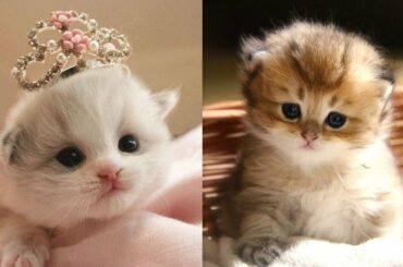 Cutest animals! Cute baby animals Videos Compilation cute moment of the animals funny dogs