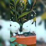 Cute bunny  / funny  bunny / bunny rabbit video /compilation cute movement of the animals