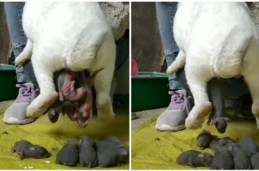 Amazing!😍 Rabbit Giving Birth to Little Balck Bunnies | Awesome Animals 🐾