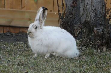 Funny And Cute Bunny Rabbit